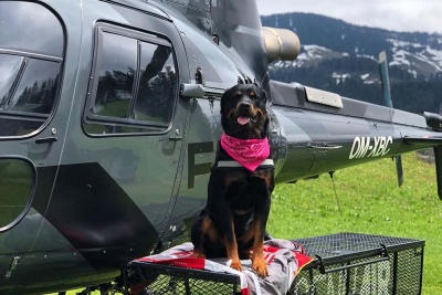 sennair dog helicopter flight